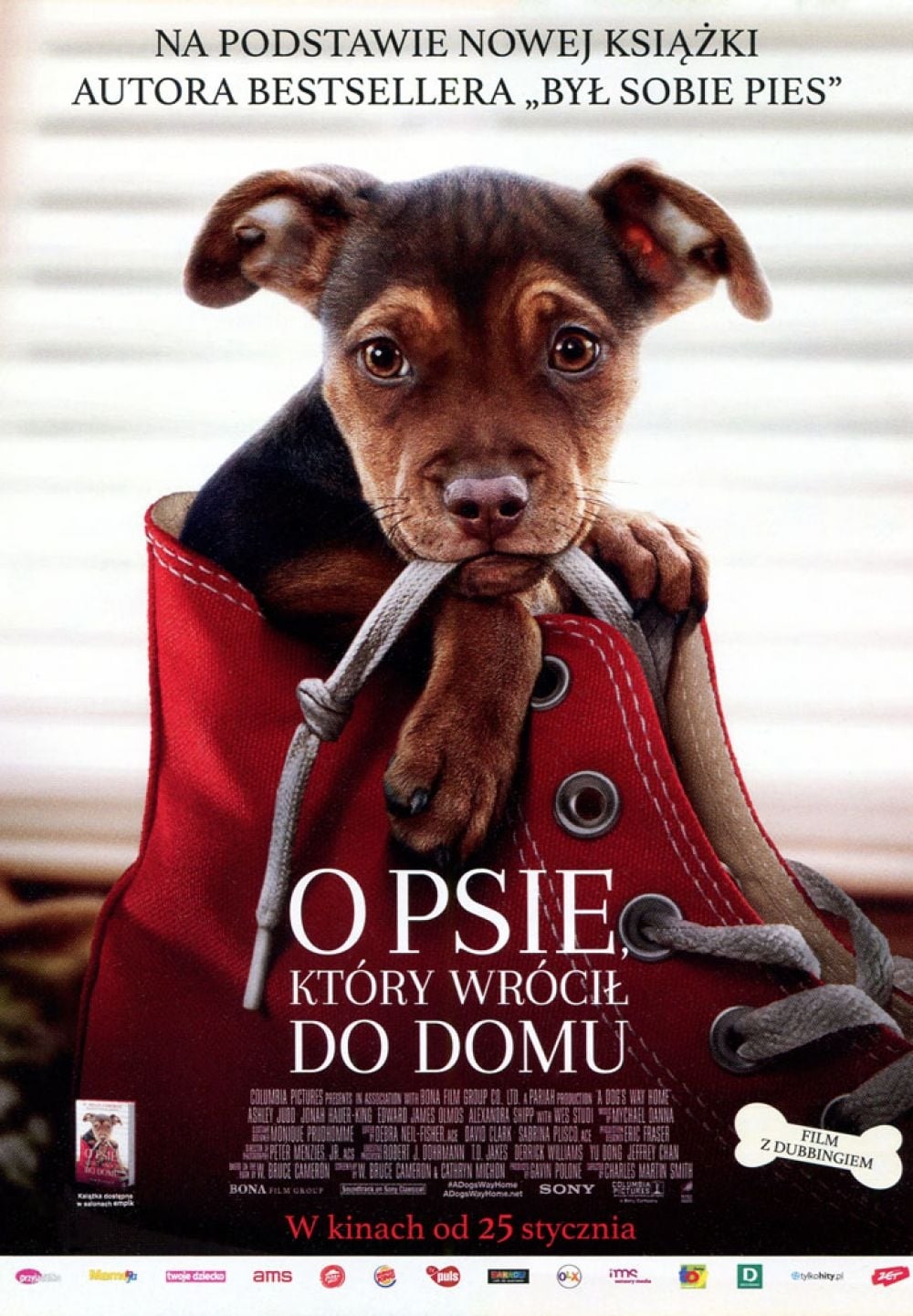 O psie, który wrócił do domu Oglądaj online za darmo w dobrej jakości