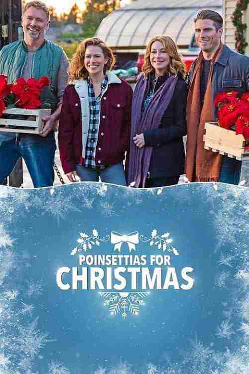 Poinsettias for Christmas Oglądaj w HD online