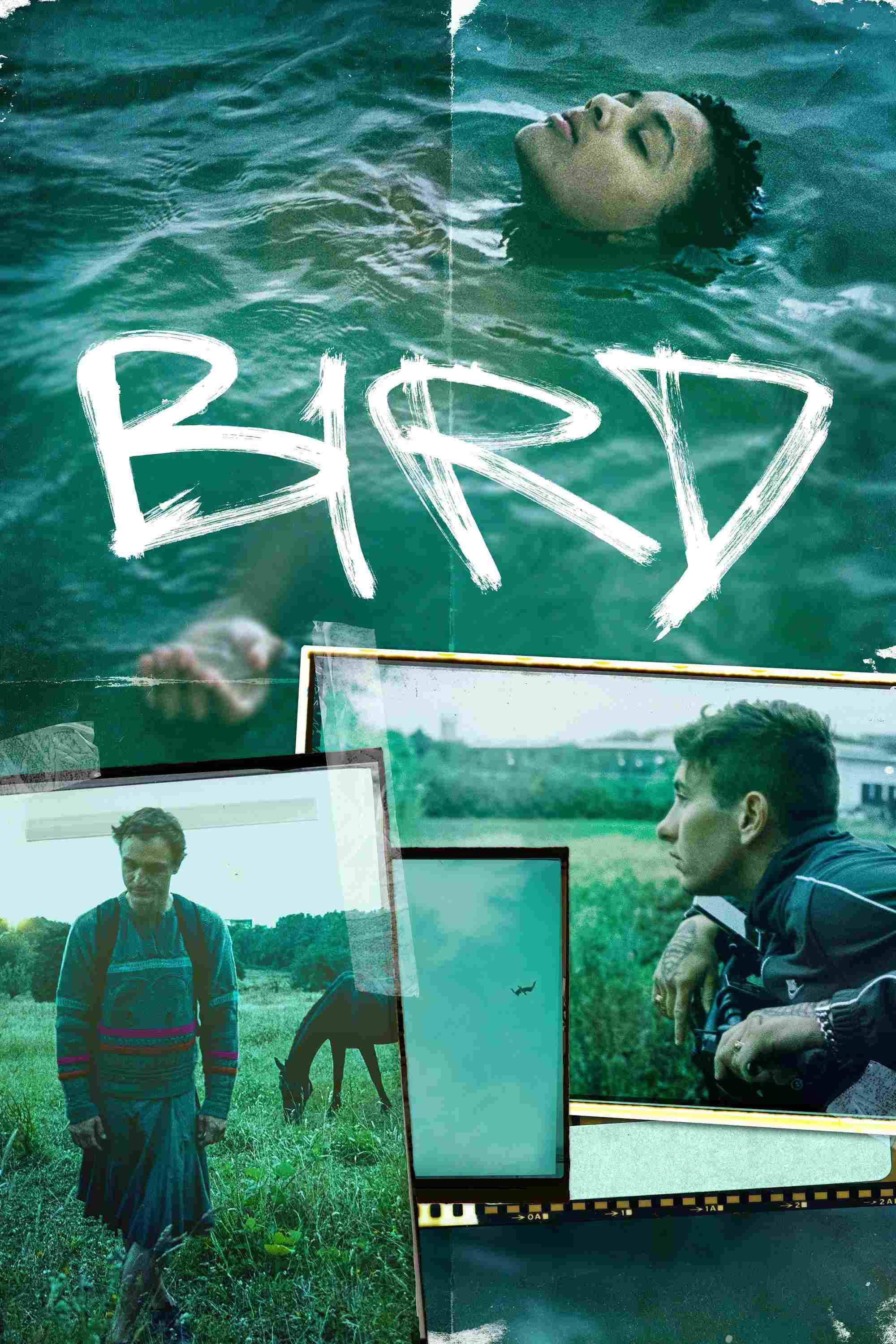 Bird  Oglądaj online za darmo w dobrej jakości