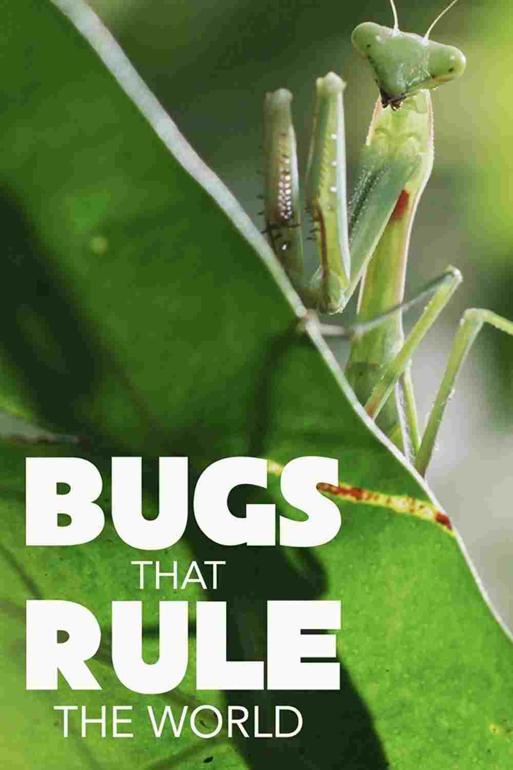 Bugs That Rule the World  Oglądaj online za darmo w dobrej jakości