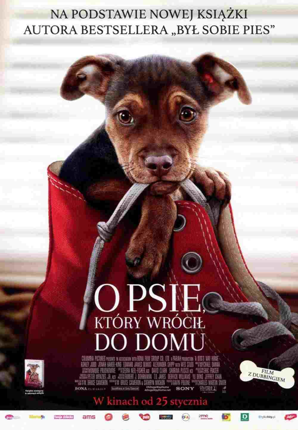 O psie, który wrócił do domu  oglądaj online za darmo