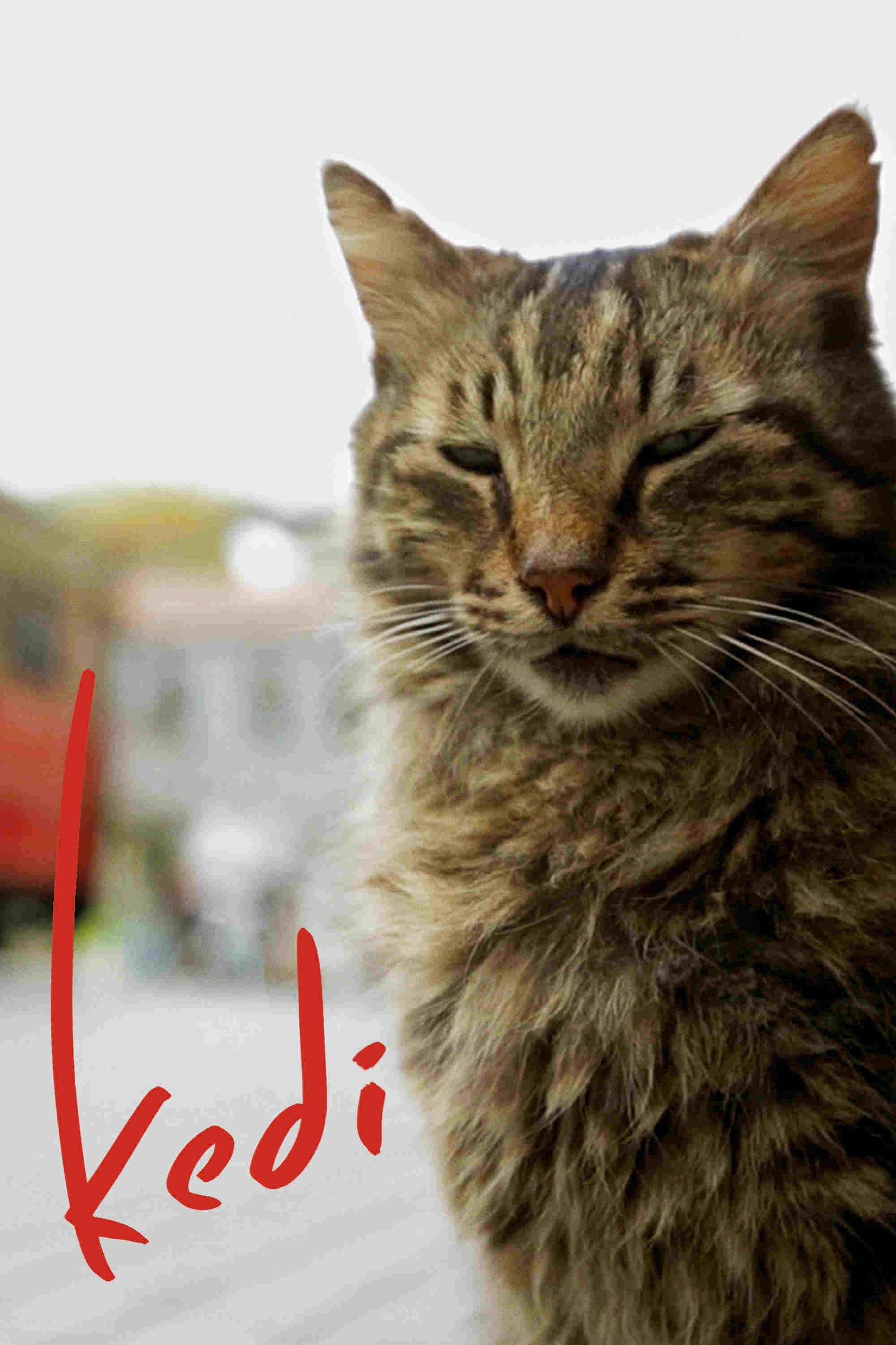 Kedi - sekretne życie kotów Oglądaj w HD online