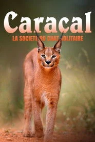 Caracal: La Société du chat solitaire Oglądaj w HD online