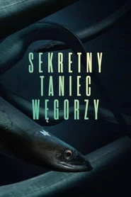 Sekretny taniec węgorzy Oglądaj w HD online