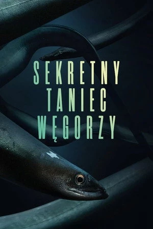 Sekretny taniec węgorzy Oglądaj online za darmo w dobrej jakości